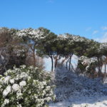 Neve a Castel di Guido - Residenza Aurelia --ore 8:30 del 26 febb 2018