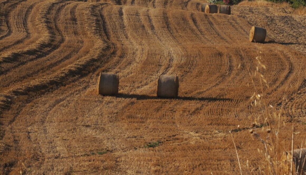 Franco Leggeri Fotoreportage  Campagna Romana luglio 2023