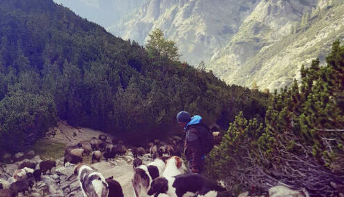 anima-una-pastorale-selvaggia copia