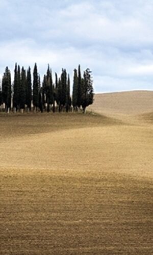 Luciano Valentini- Cipressi sulle colline-